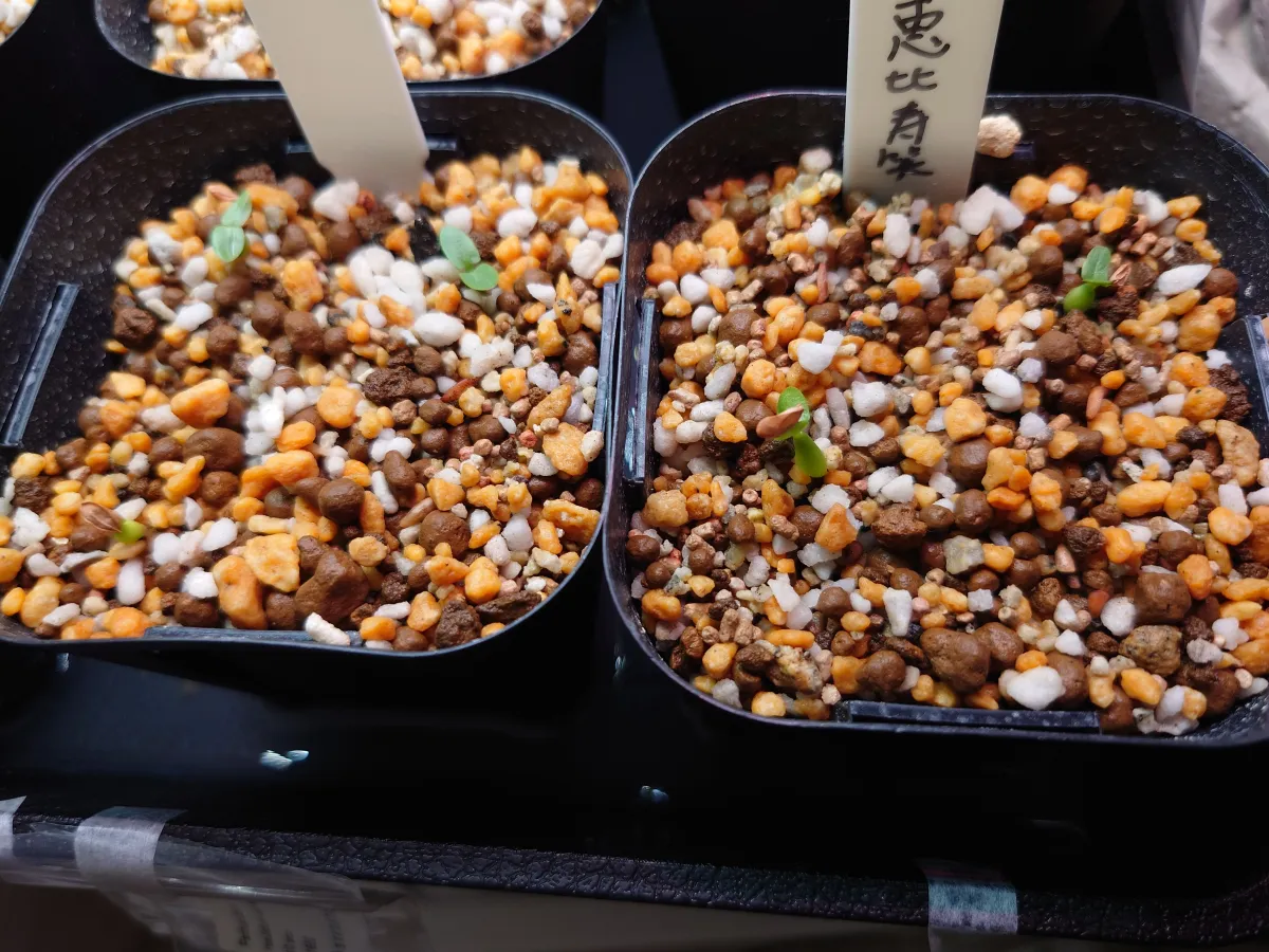 Pachypodium brevicaule subsp. leucoxanthum (パキポディウム レウコキサンツム)