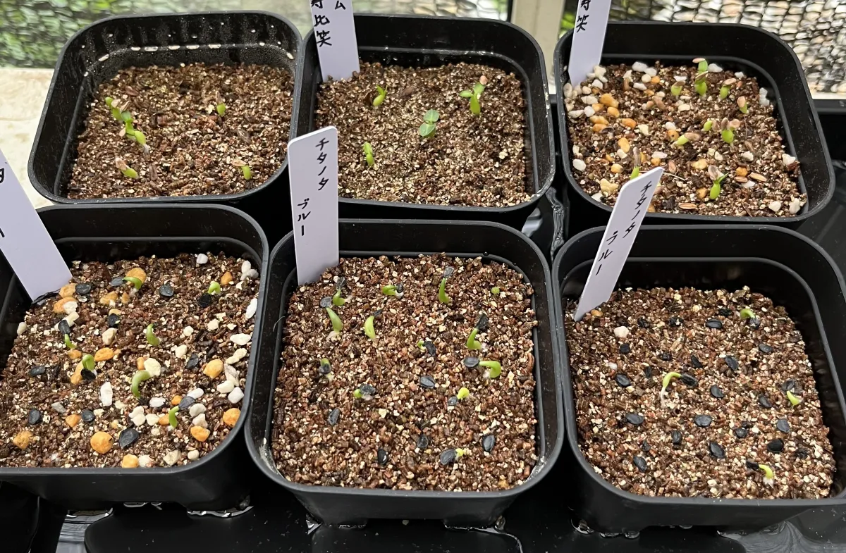 Pachypodium brevicaule subsp. leucoxanthum (パキポディウム レウコキサンツム)