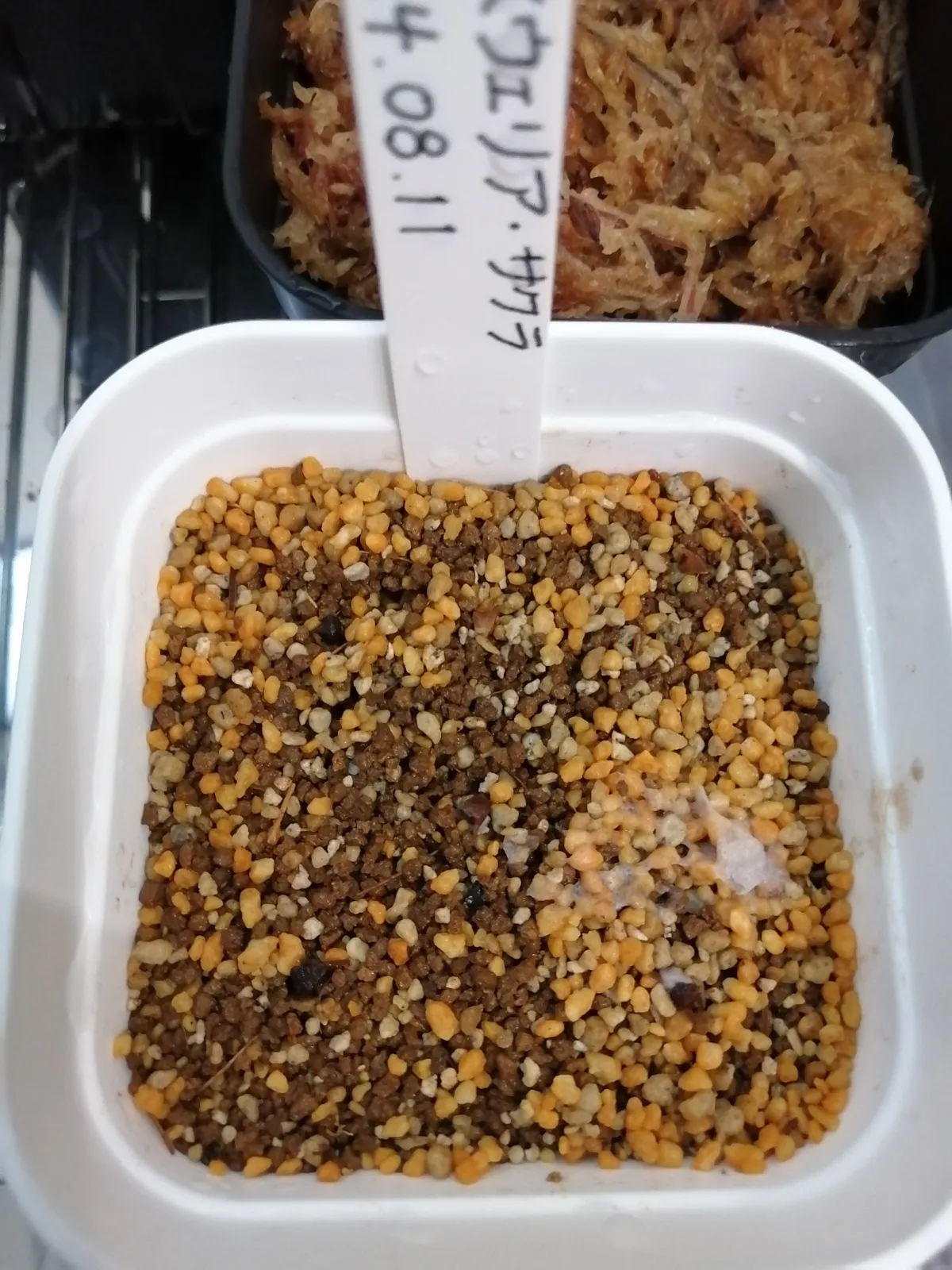 Boswellia sacra (ボスウェリア サクラ)