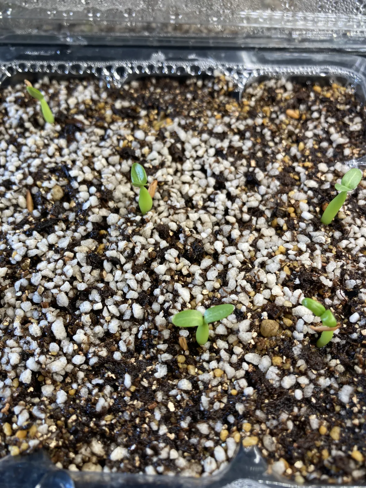 Pachypodium rosulatum (パキポディウム ロスラーツム)