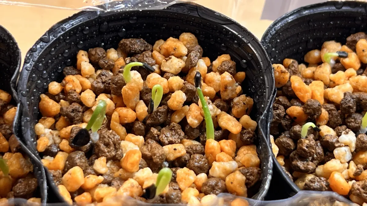 Agave horrida ssp. horrida (アガベ ホリダ)