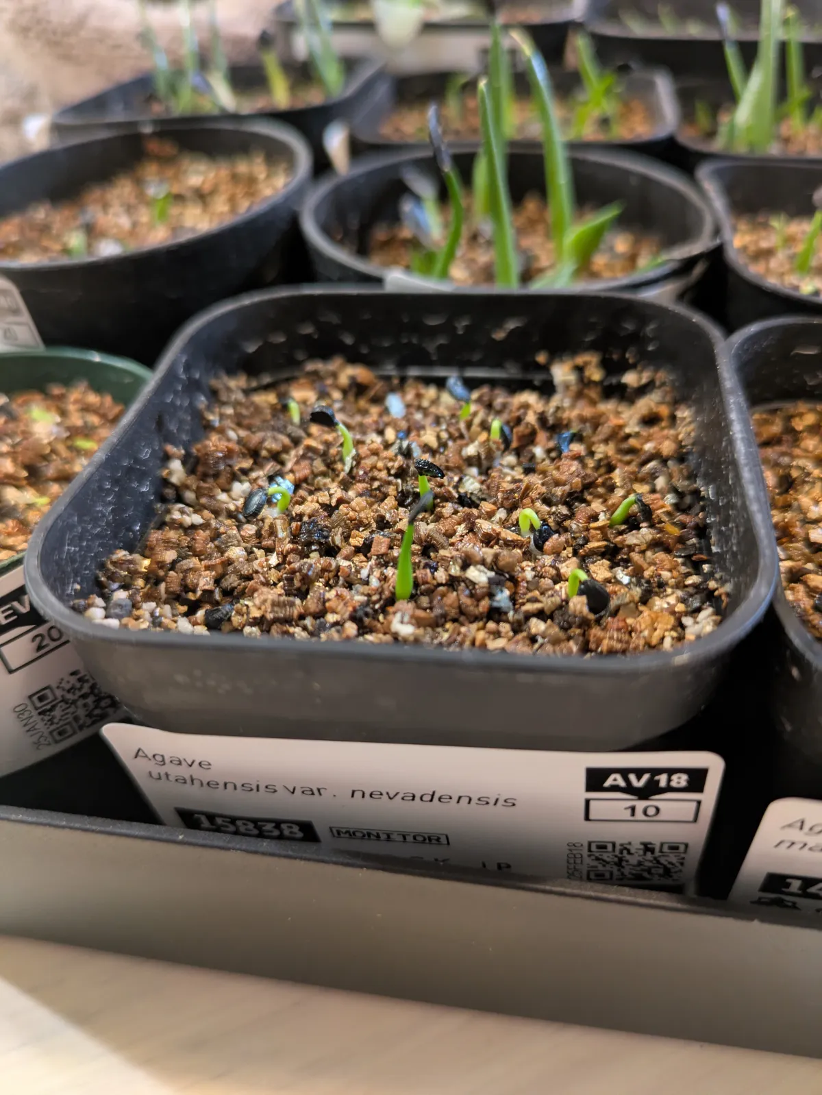 Agave utahensis var. nevadensis 'Compacta' (アガベ ネバデンシス コンパクタ)