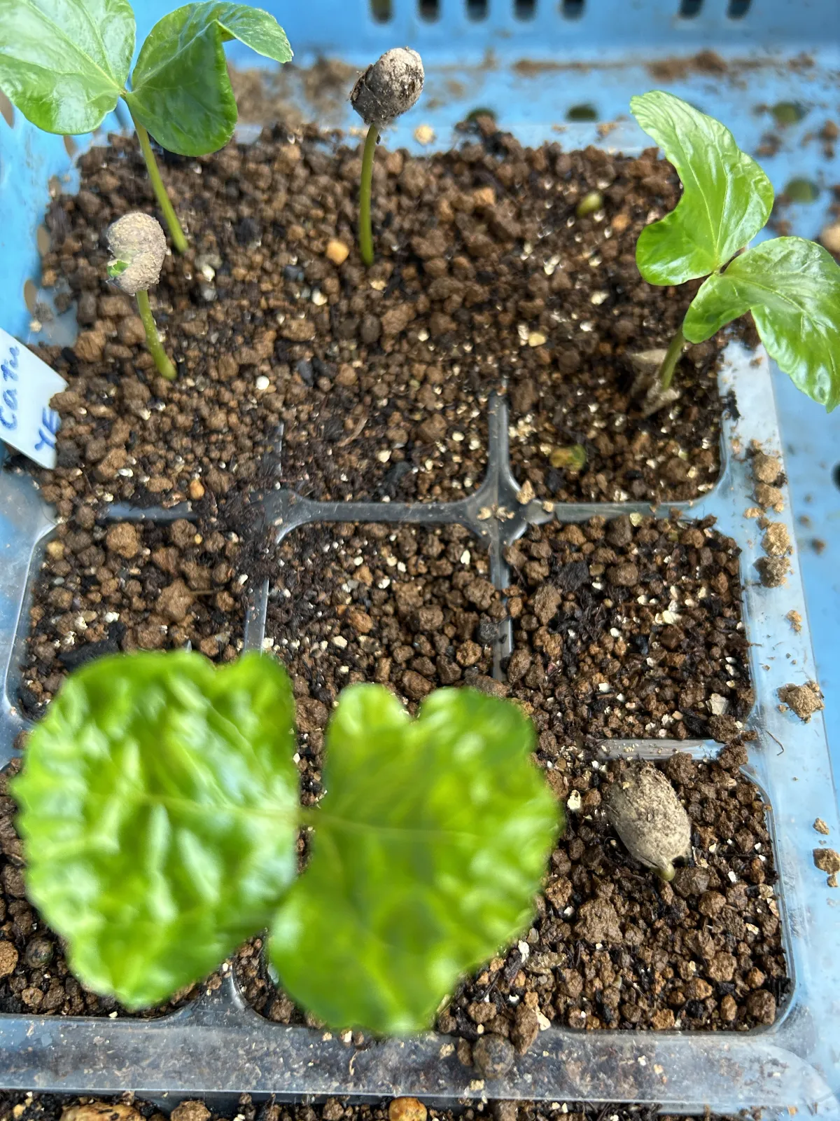 Coffea arabica (コーヒー アラビカ)