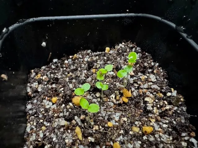 Ficus petiolaris (フィカス ペティオラリス)