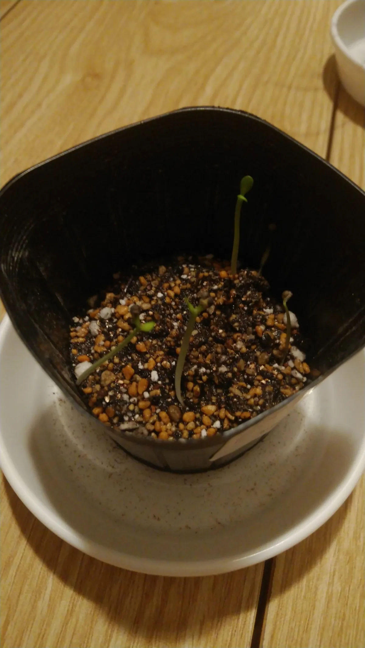 Euphorbia gorgonis (ユーフォルビア ゴルゴニス 金輪際)