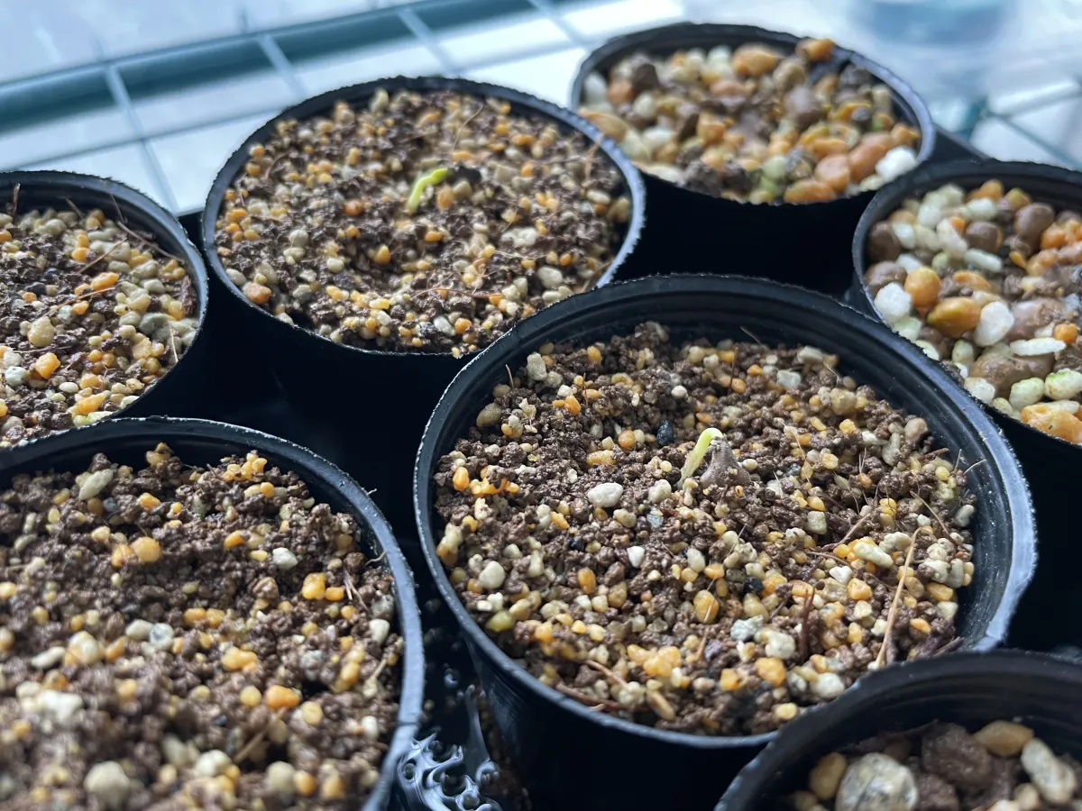 Senna meridionalis (センナ メリディオナリス)