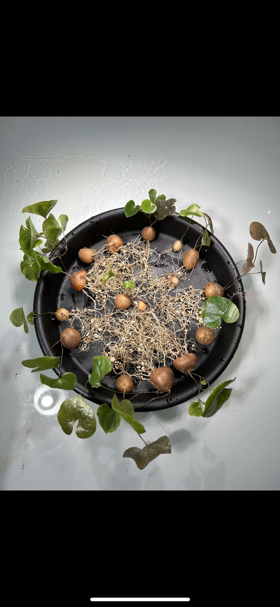 Dioscorea elephantipes (ディオスコレア エレファンティペス2023F)