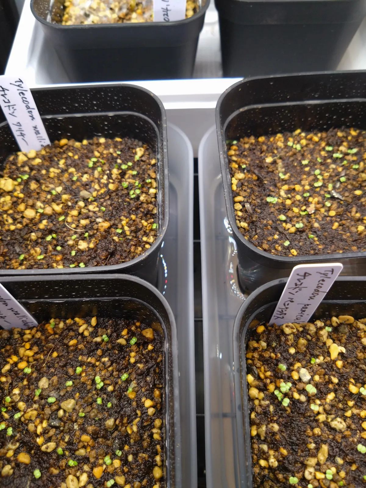 Tylecodon wallichii (ティレコドン ワリチー)