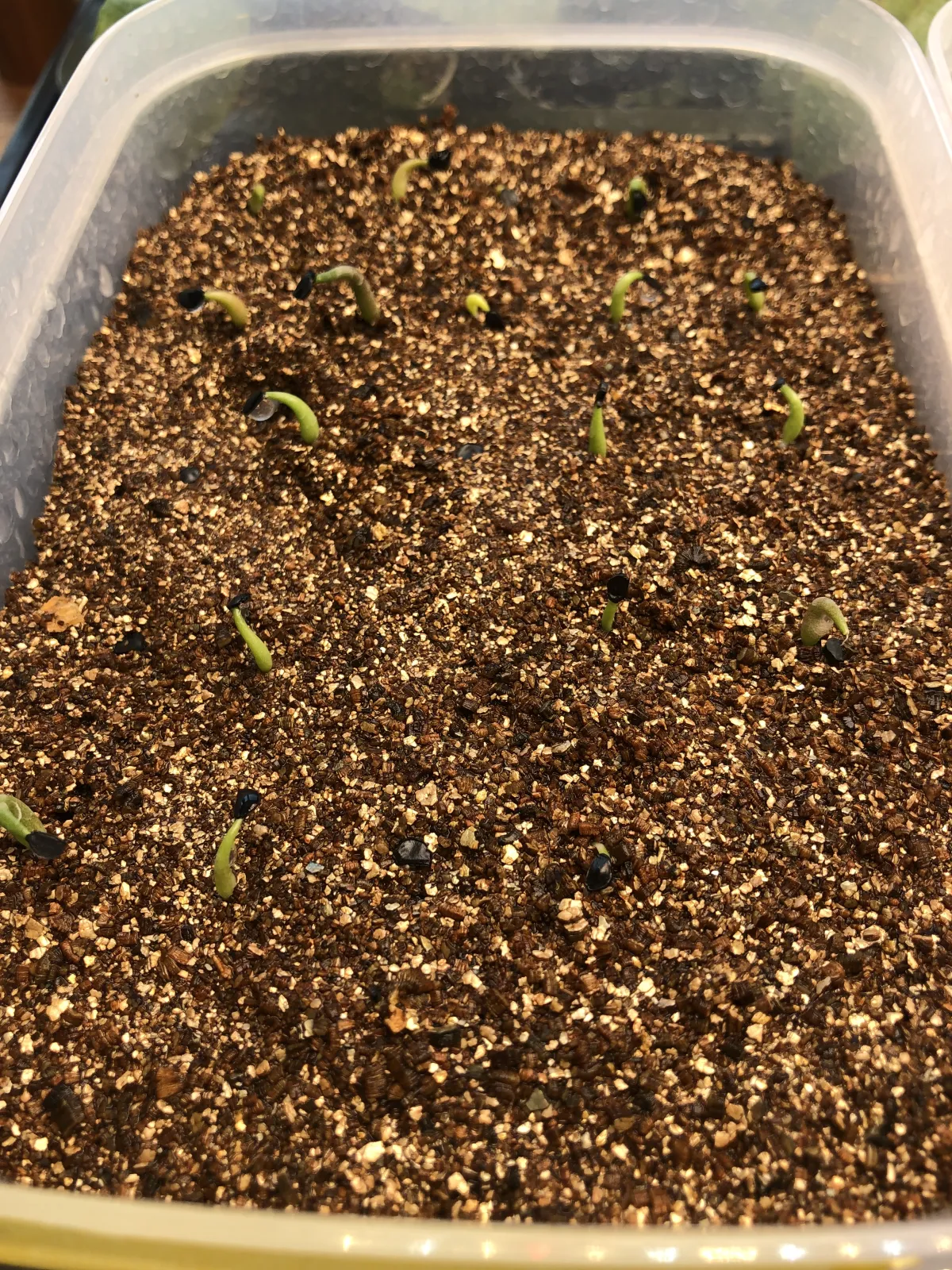 Agave titanota 'Blue' (アガベ チタノタブルー)