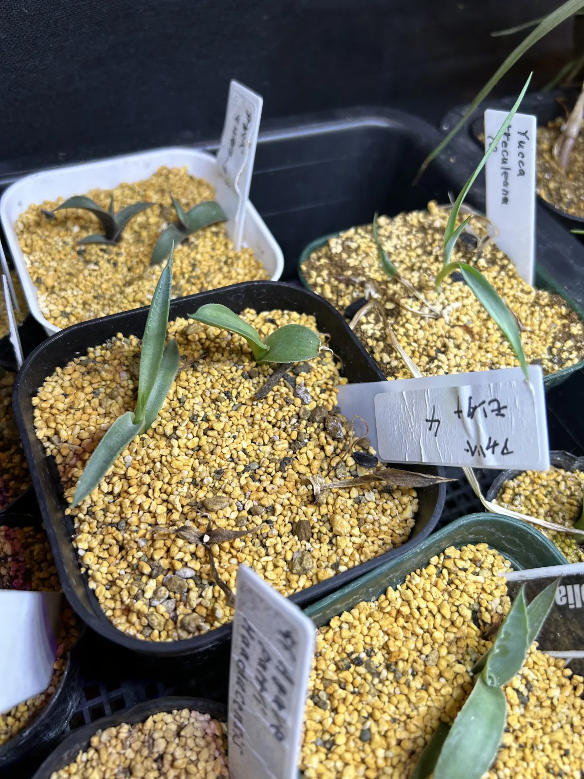 Agave montana (アガベ モンタナ)