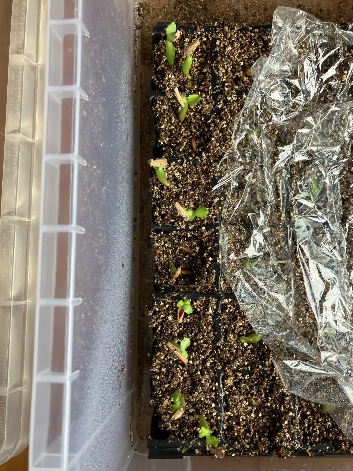 Adenium obesum (アデニウム オベスム)