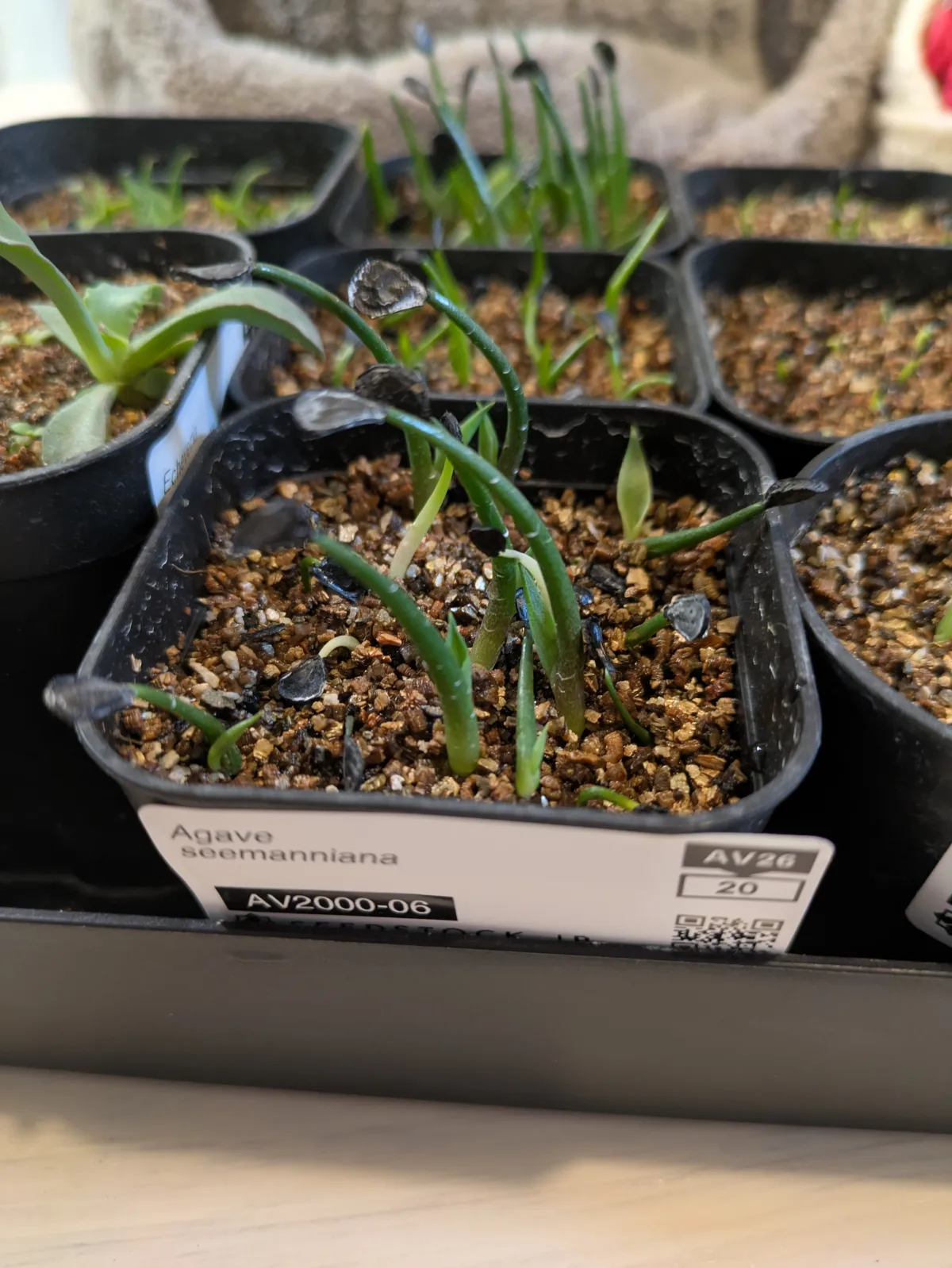 種子] アガベ シーマニアナ Agave seemanniana | ドライガーデン 耐寒