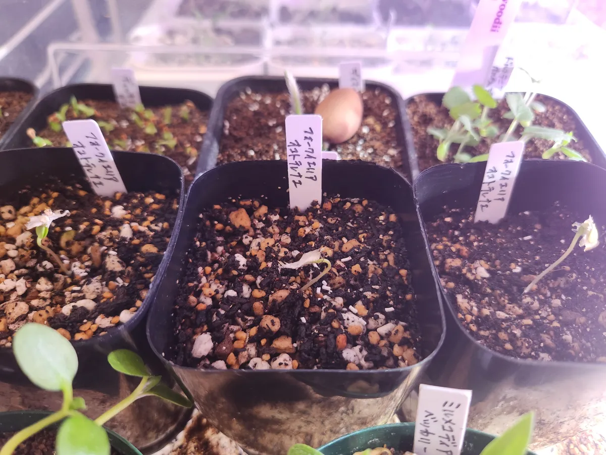 Fouquieria ochoterenae (フォークイエリア オコトテレナエ)