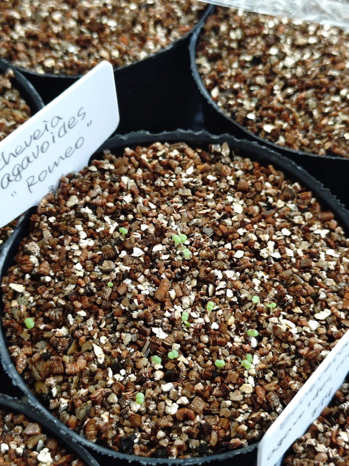 Echeveria agavoides 'Romeo' (エケベリア アガボイデス ロメオ)