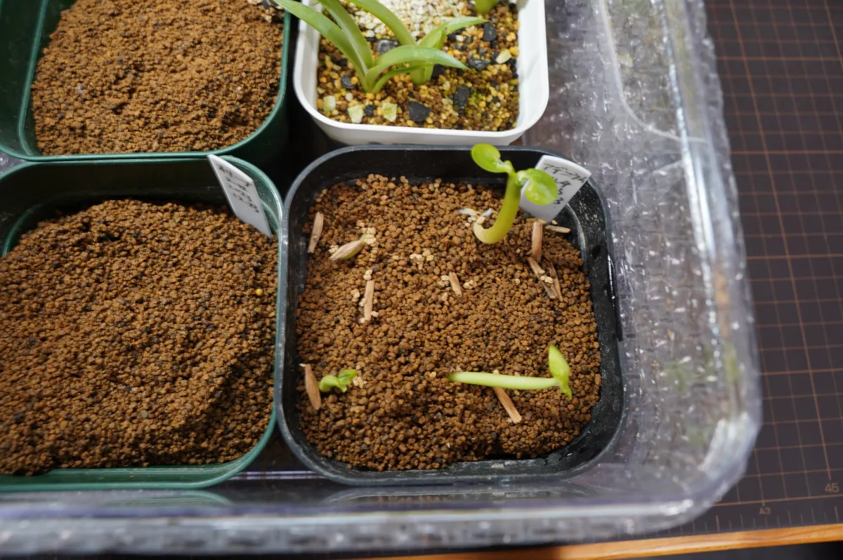 Adenium multiflorum (アデニウム マルチフローラム)