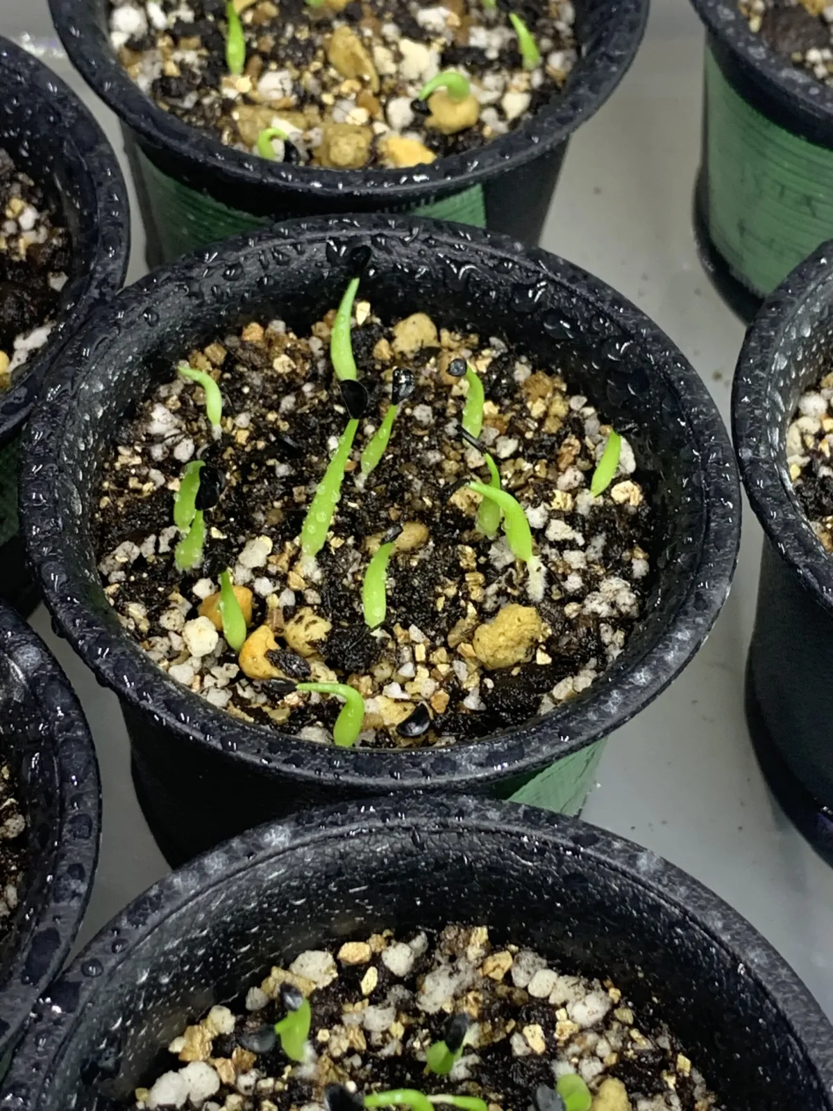 Agave victoriae-reginae Compacta (アガベ ビクトリアレジーナコンパクト)