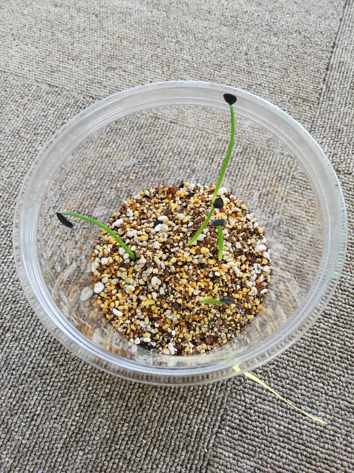 Agave parryi var. huachucensis (アガベ フアチュセンシス)