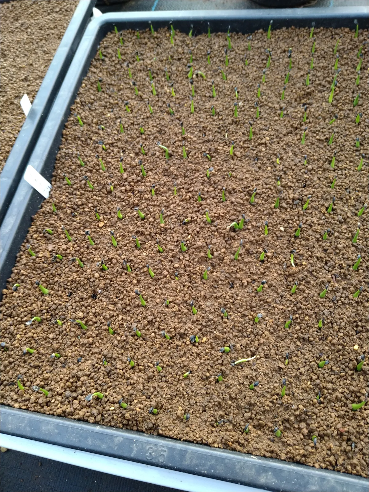 Agave utahensis var. eborispina (アガベ エボリスピナ)