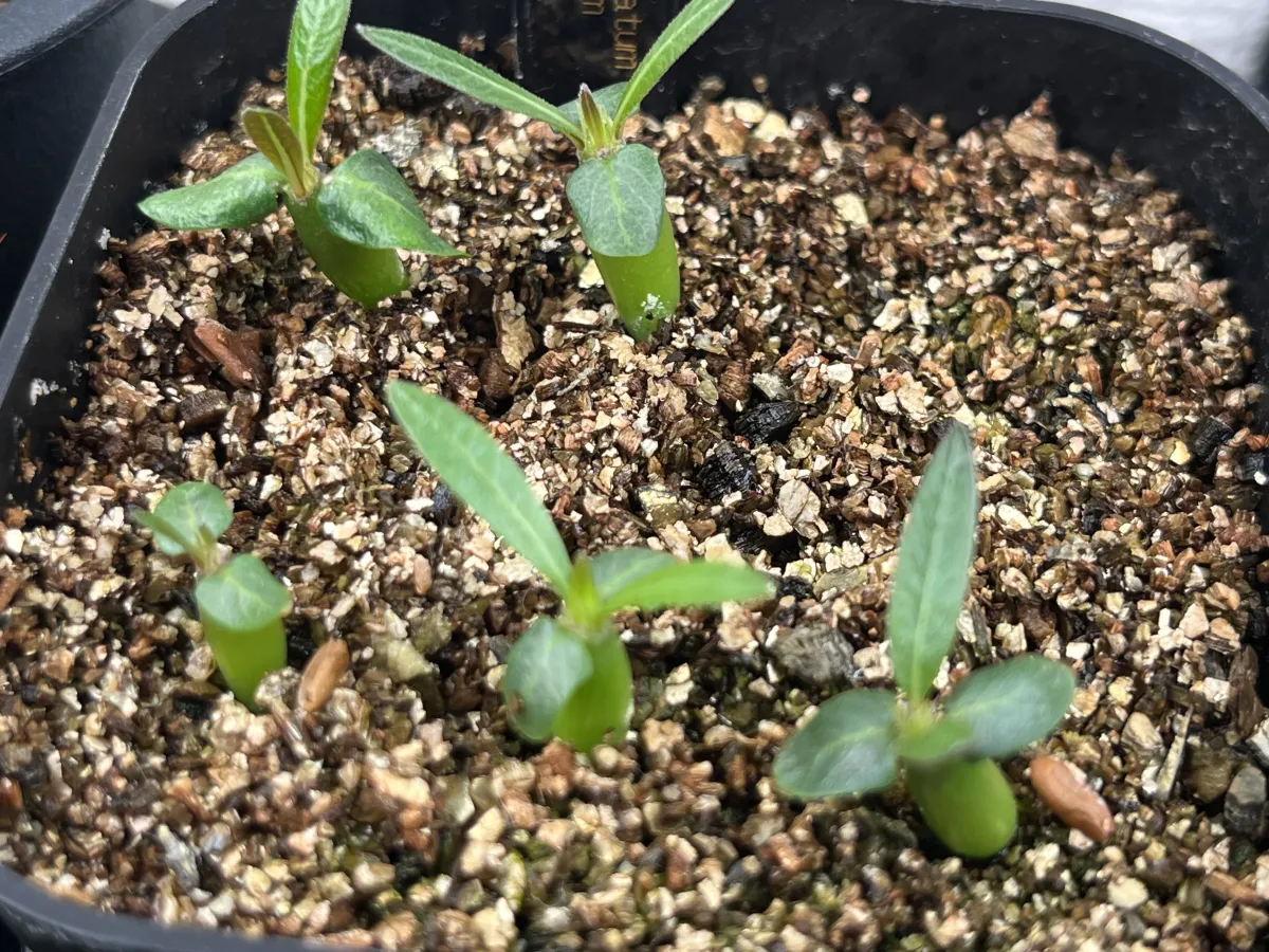 Pachypodium rosulatum var. inopinatum (パキポディウム イノピナツム)