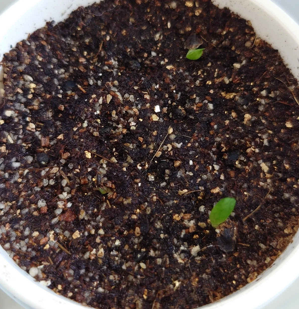 Aloe cryptopoda (アロエ クリプトポーダ 黒太刀)