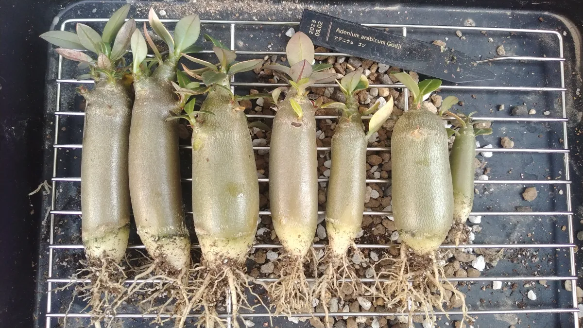 Adenium arabicum (アデニウム アラビカムゴッジ)