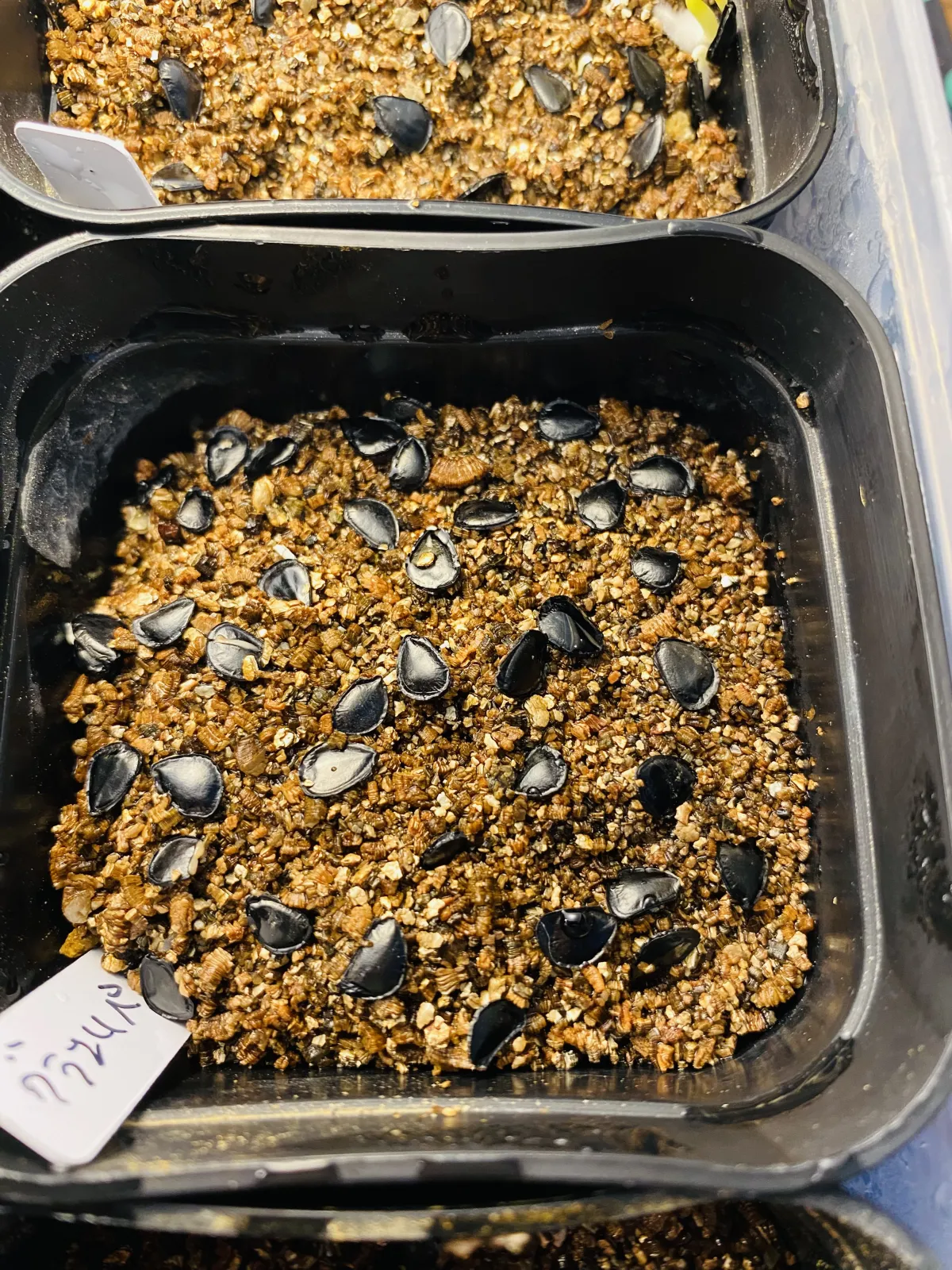 Agave gracilipes (アガベ グラシリペス)