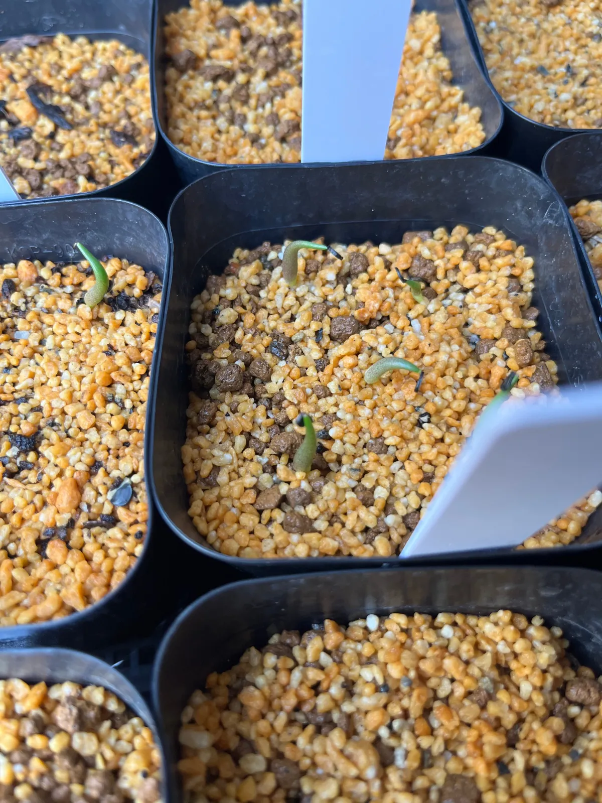 Agave titanota 'Blue' (アガベ チタノタブルー)