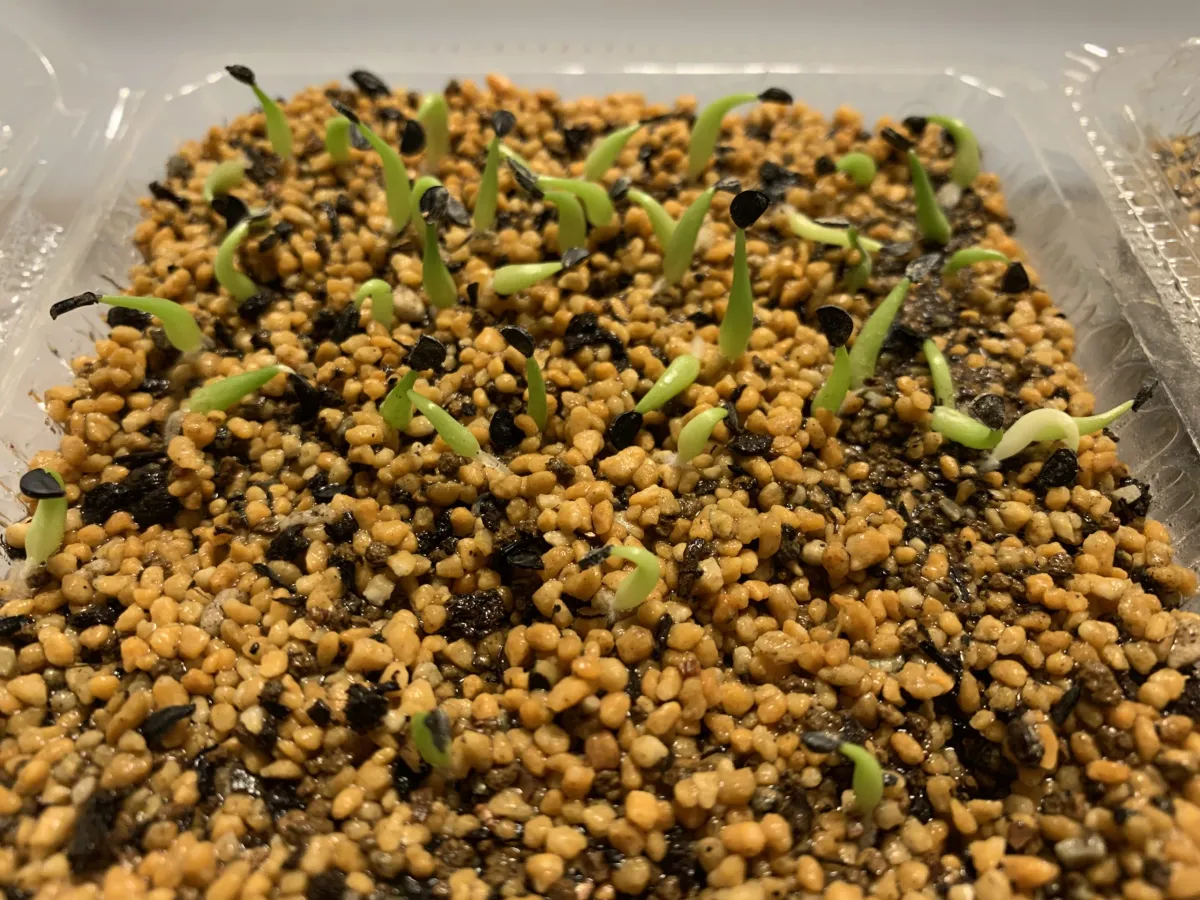 Agave titanota (アガベ チタノタ ドワーフ)