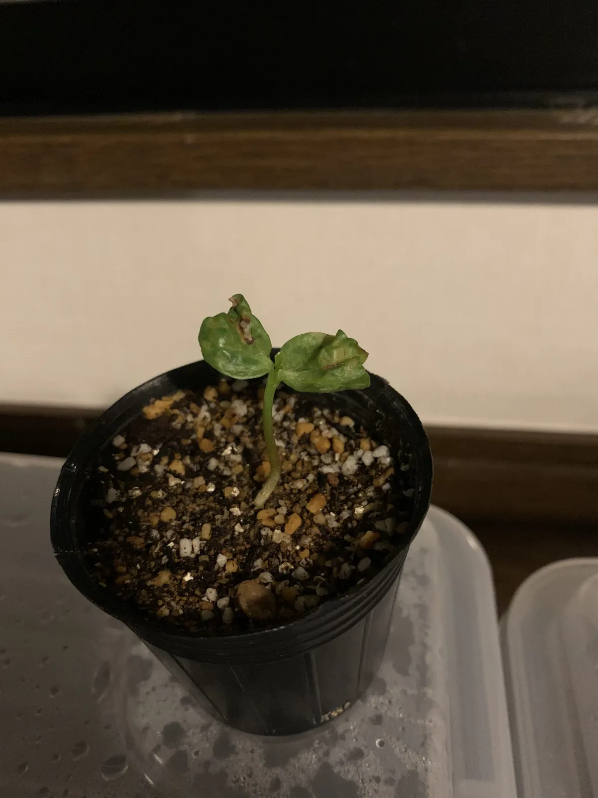 Commiphora mildbraedii (コミフォラ ミルドブラエディ グレイバーク)