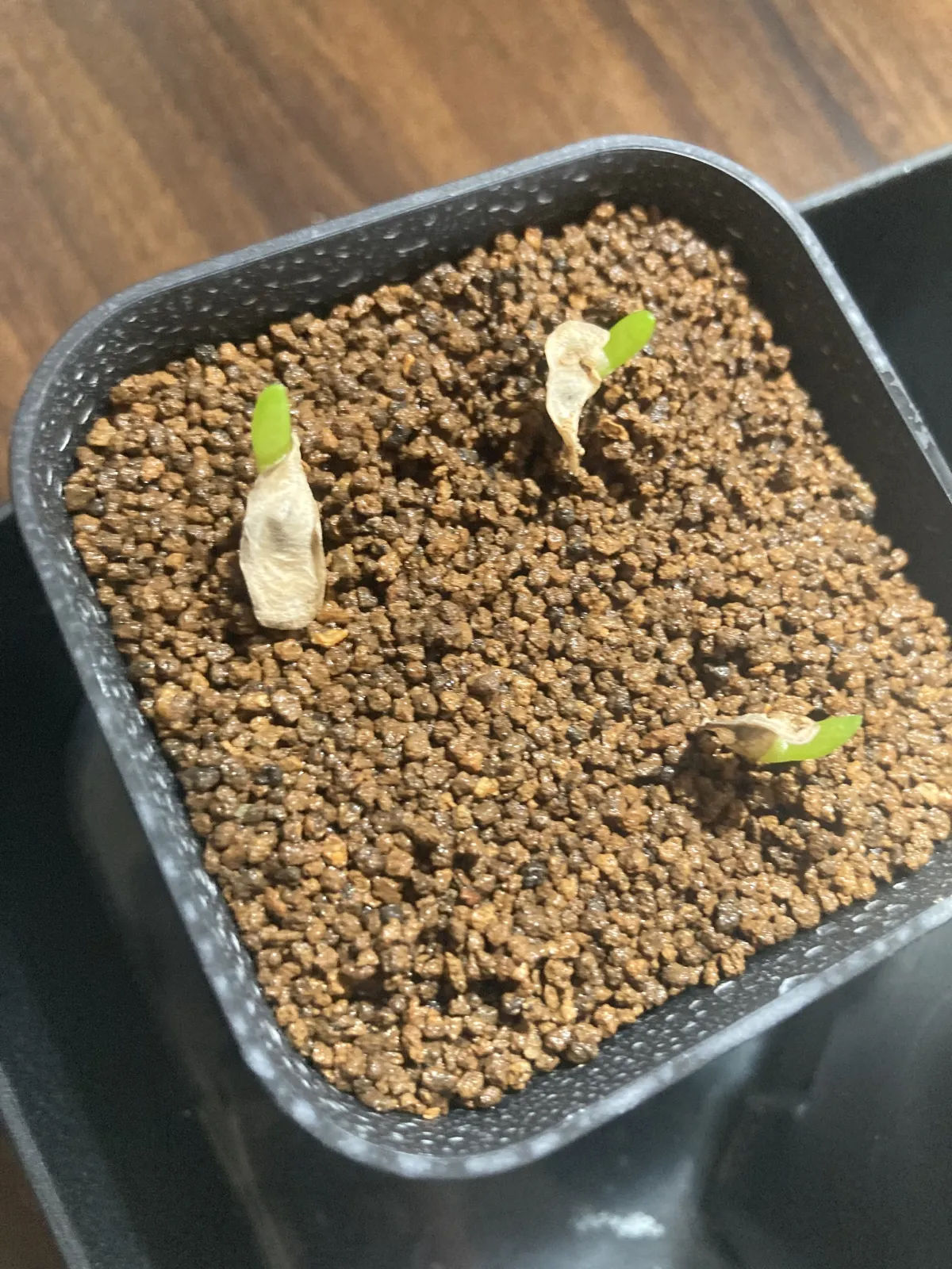 Aloe dichotoma (アロエ ディコトマ)