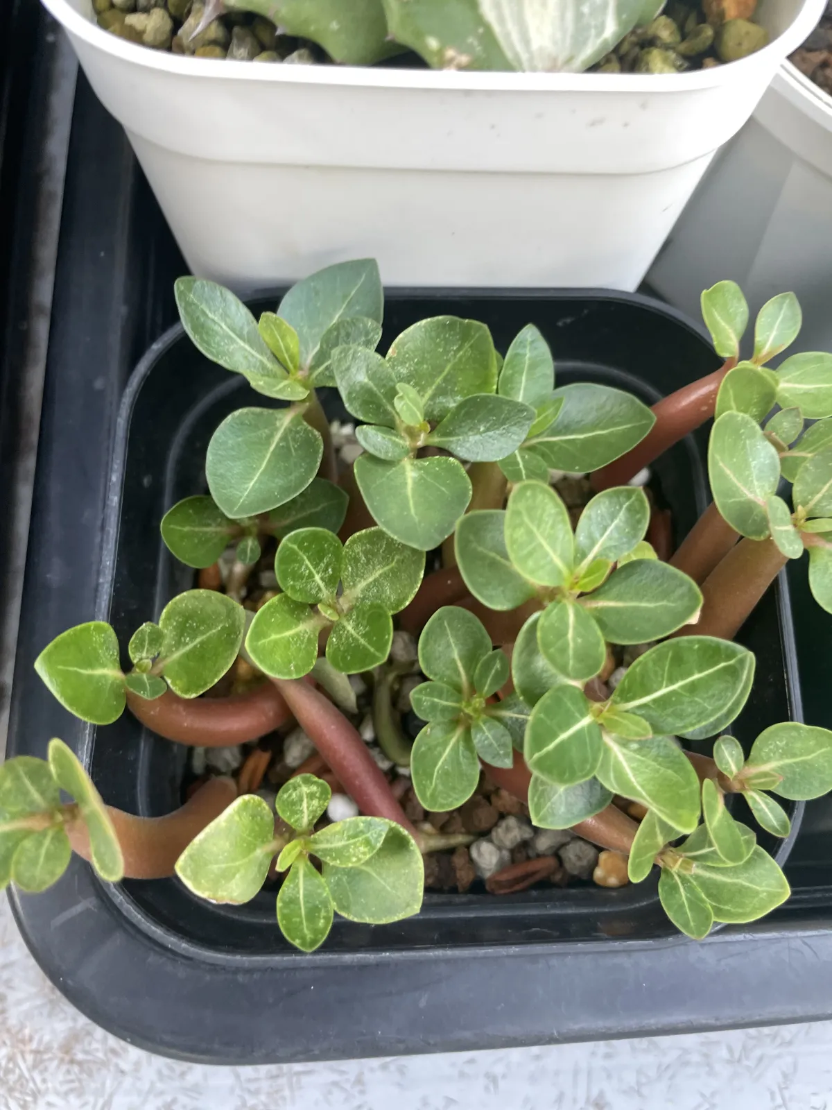 Adenium arabicum Black Giant (アデニウム アラビカム ブラックジャイアント)