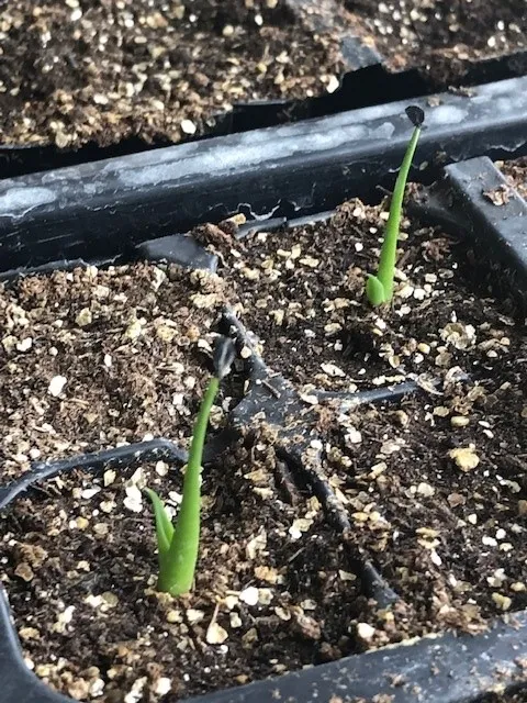 Agave utahensis var. nevadensis (アガベ ユタエンシス ネヴァデンシス)