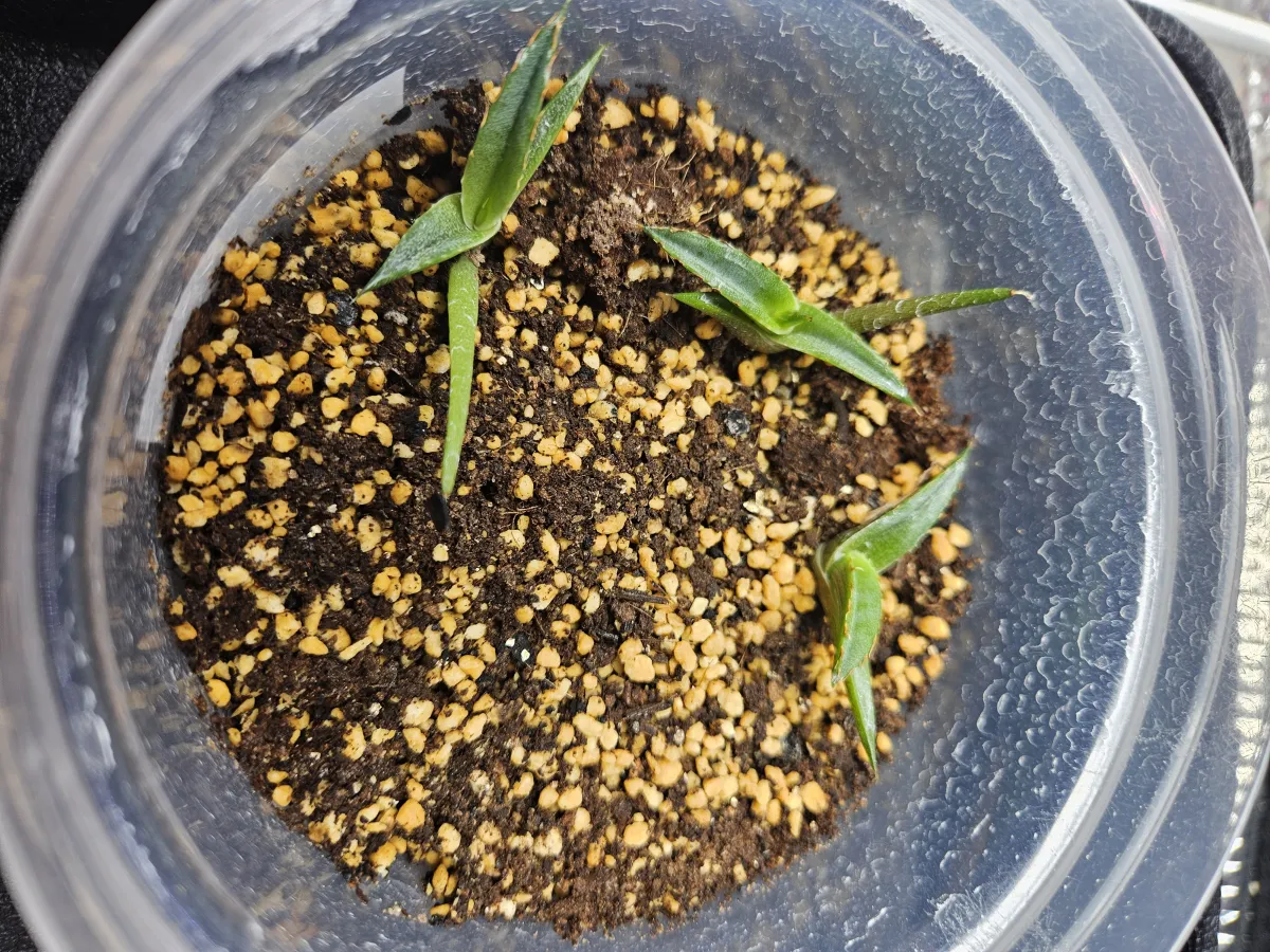 Agave pintilla (アガベ ピンティラ)