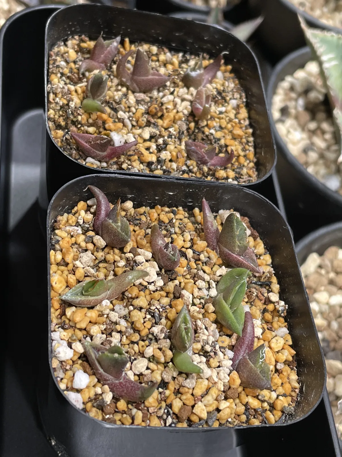 Agave oteroi (アガベ オテロイ)