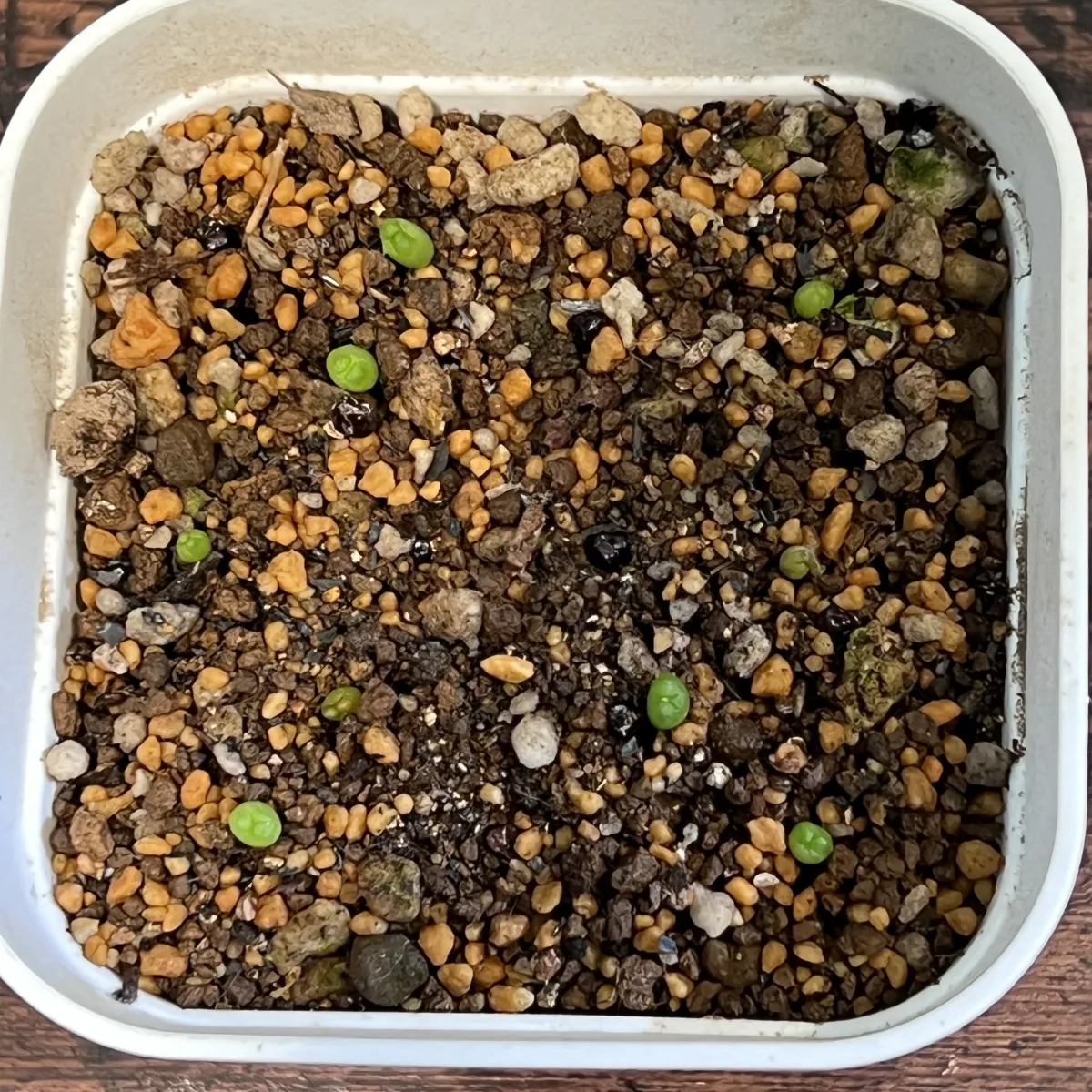 Astrophytum asterias (アストロフィツム スーパー兜)