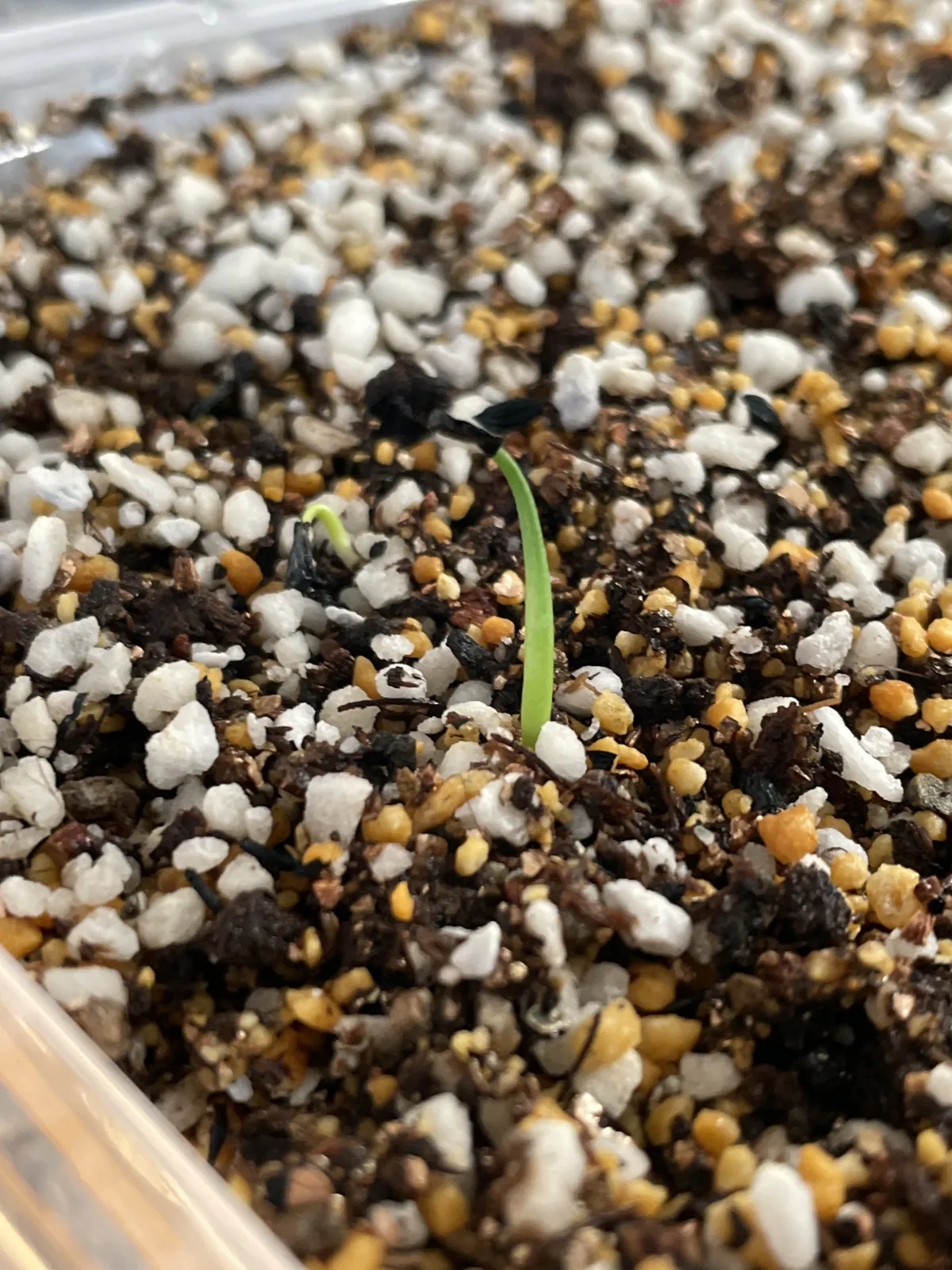 Agave utahensis ssp. utahensis (アガベ ユタエンシス)