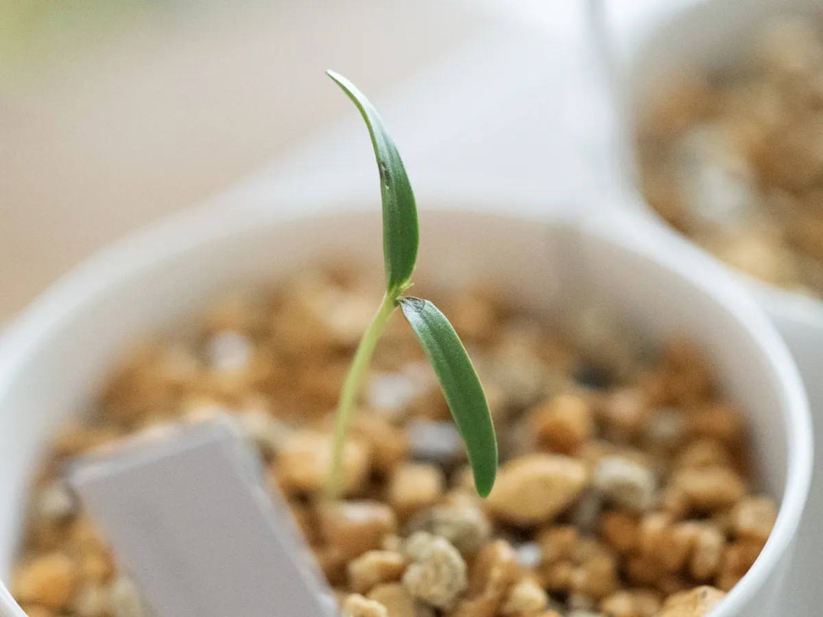 Operculicarya pachypus (オペルクリカリア パキプス)