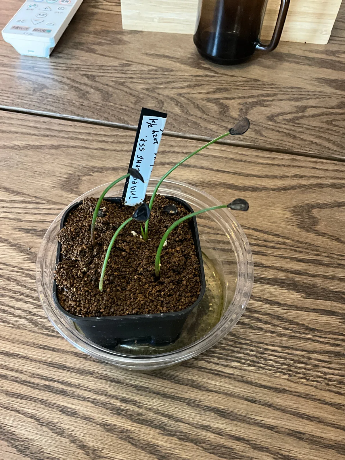 Agave inaequidens (アガベ インアクイデンス)