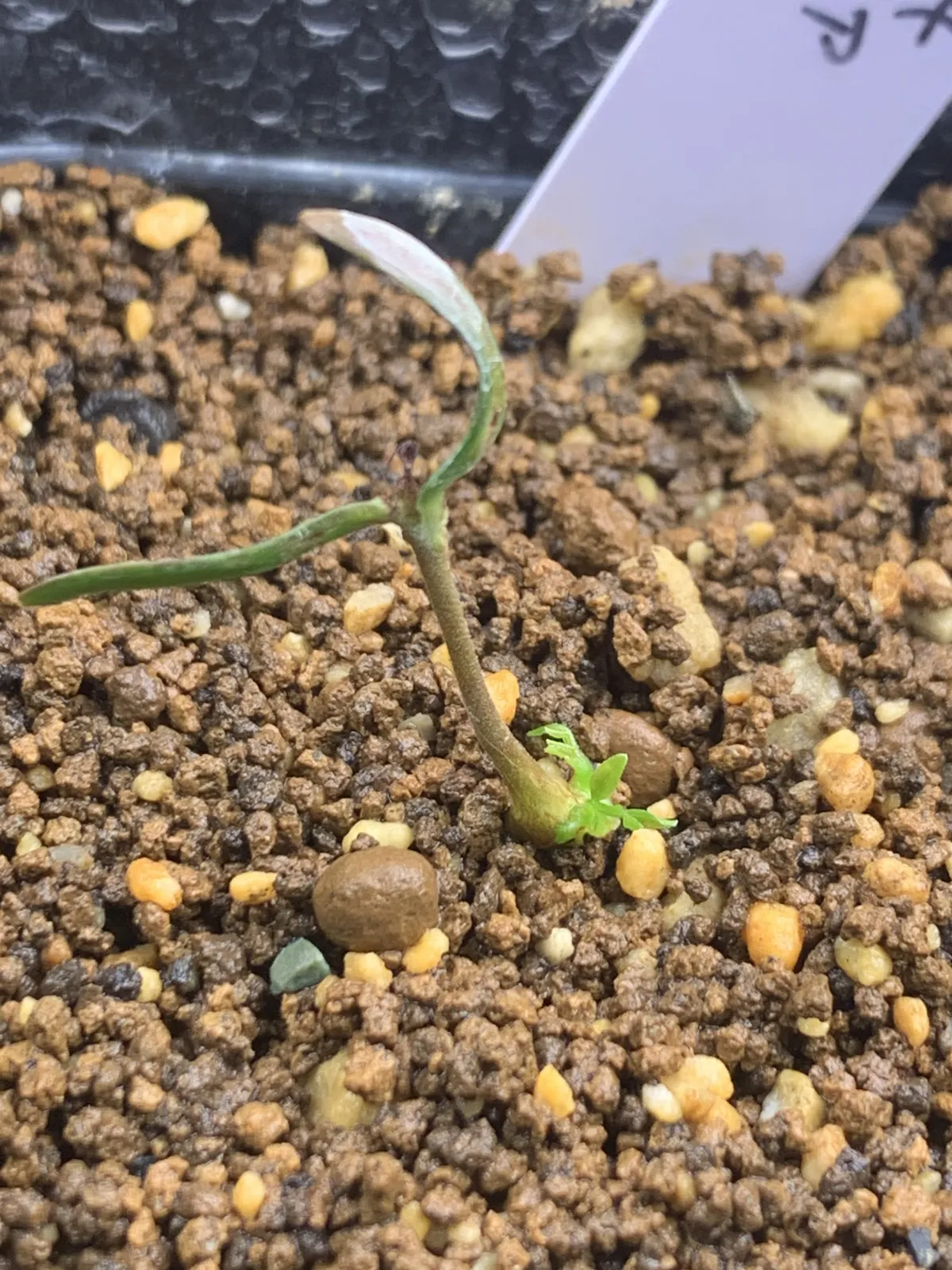 Operculicarya pachypus (オペルクリカリア パキプス)