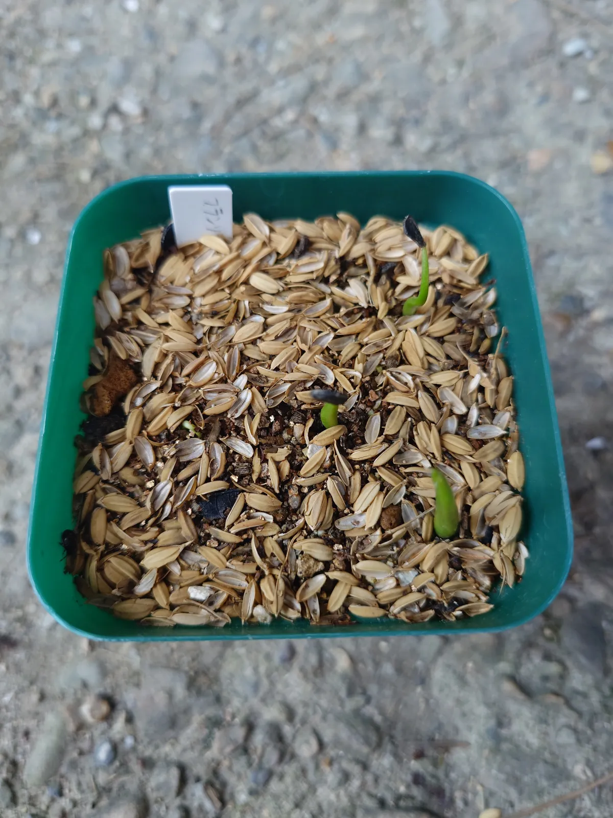 Agave americana var. franzosinii (アガベ フランゾシニー)