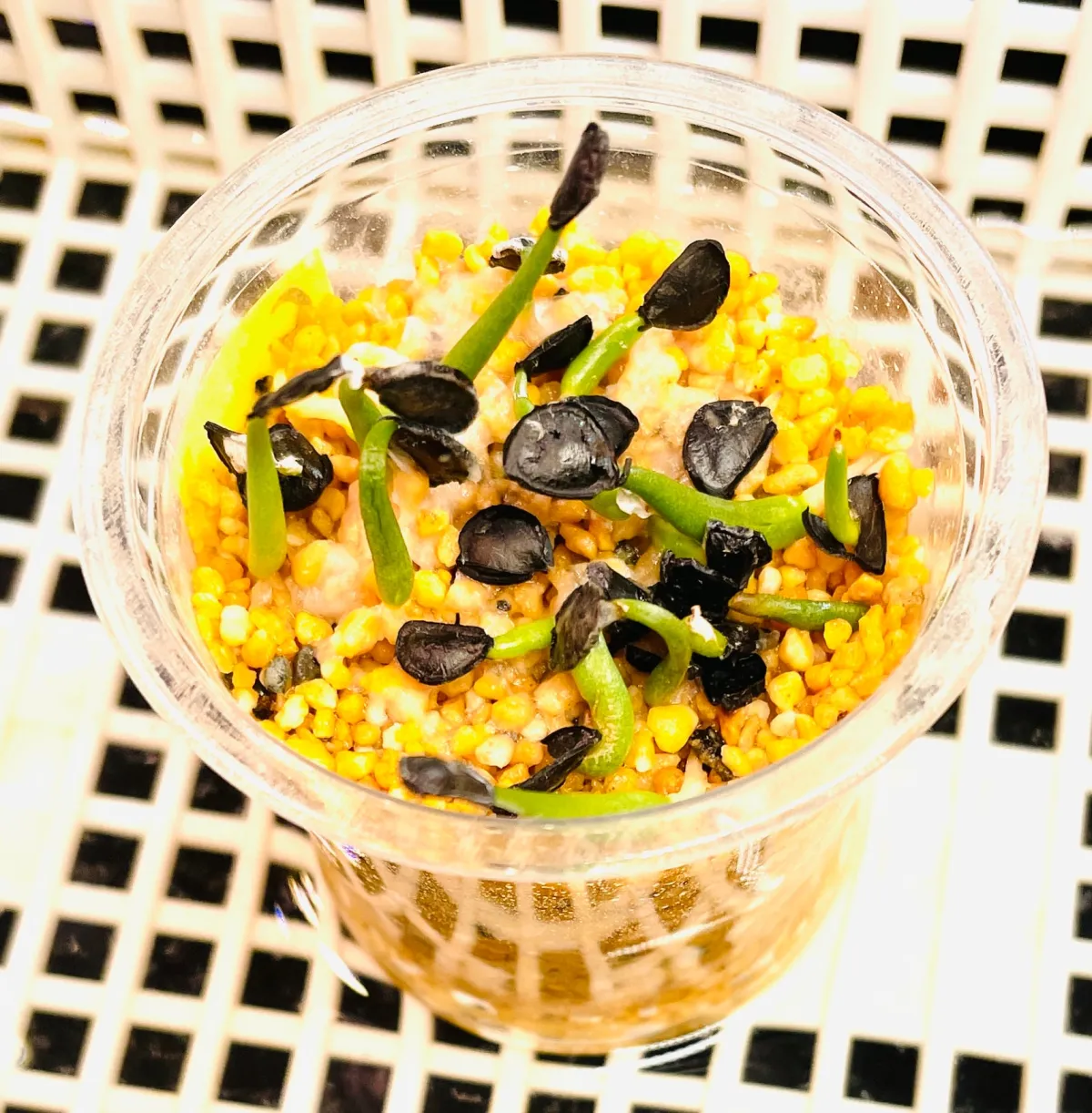 Agave parryi ssp. neomexicana 'Sierra Blanca' (アガベ ネオメキシカーナ シエラブランカ)