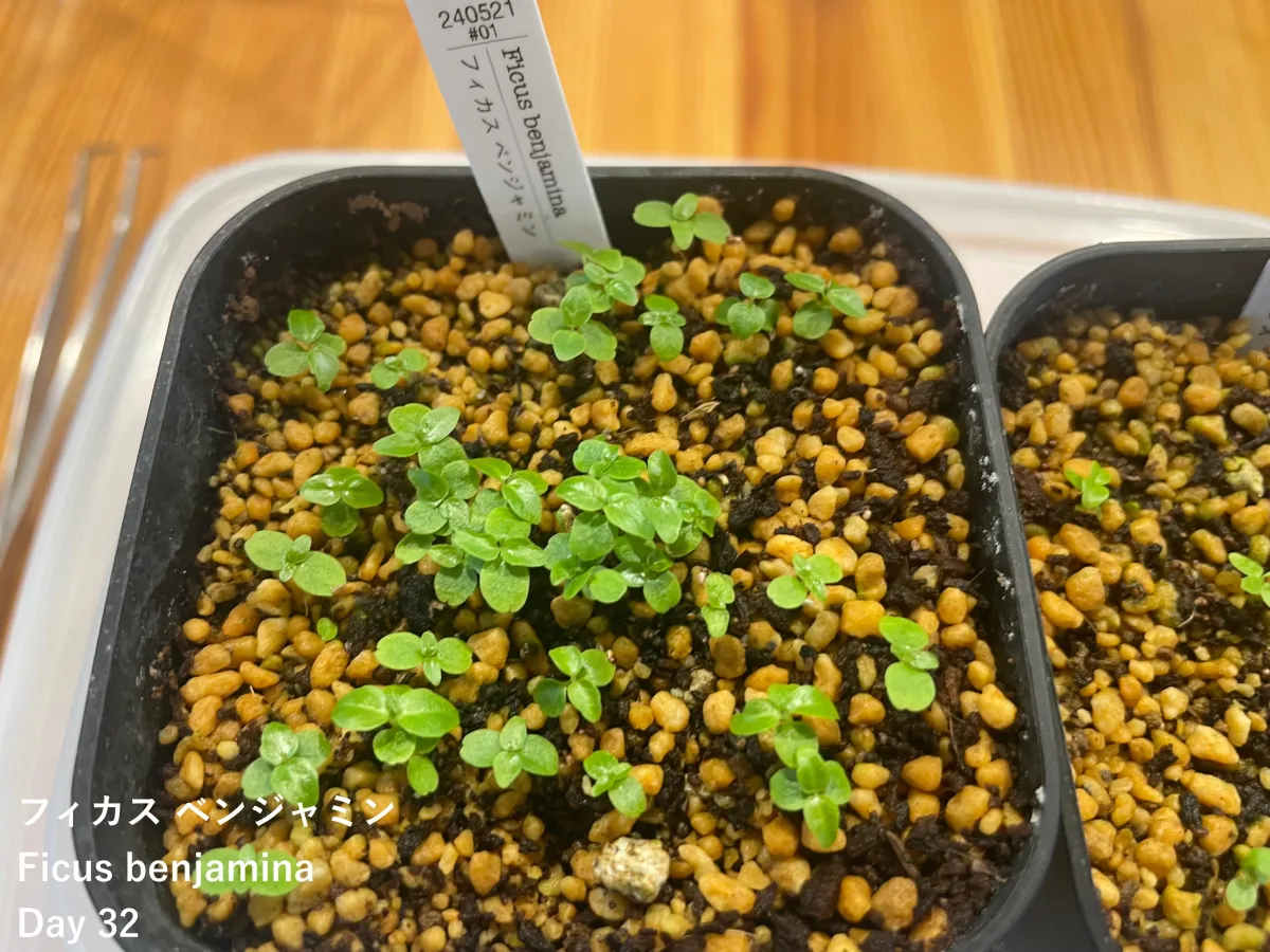 Ficus benjamina (フィカス ベンジャミン)