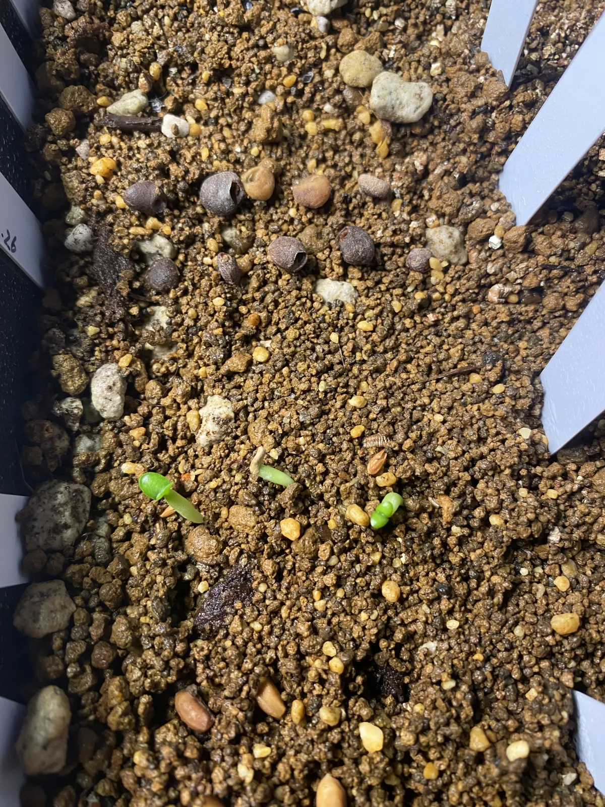 Pachypodium enigmaticum (パキポディウム エニグマチカム)