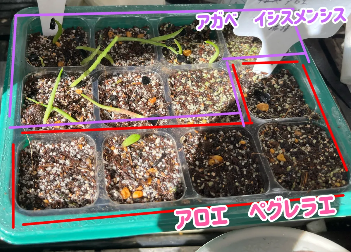 Agave isthmensis (アガベ イシスメンシス)