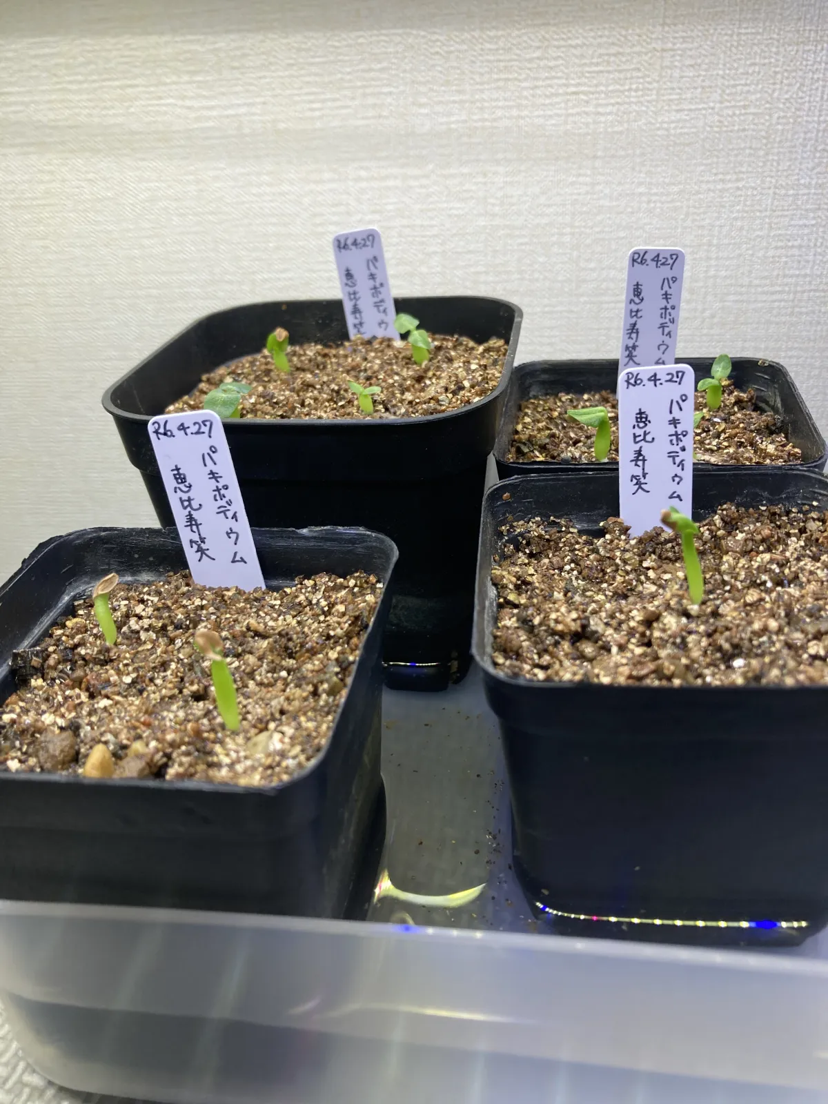 Pachypodium brevicaule subsp. leucoxanthum (パキポディウム レウコキサンツム)