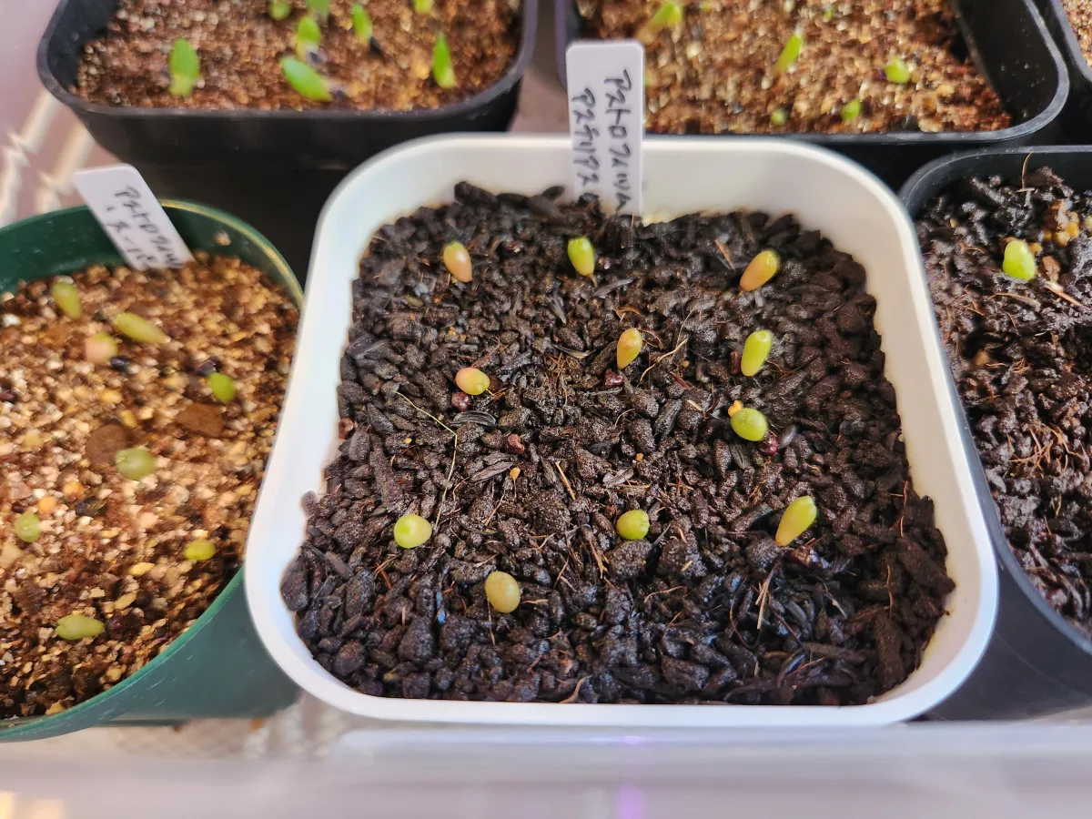 Astrophytum asterias var. nudum (アストロフィツム 瑠璃兜)