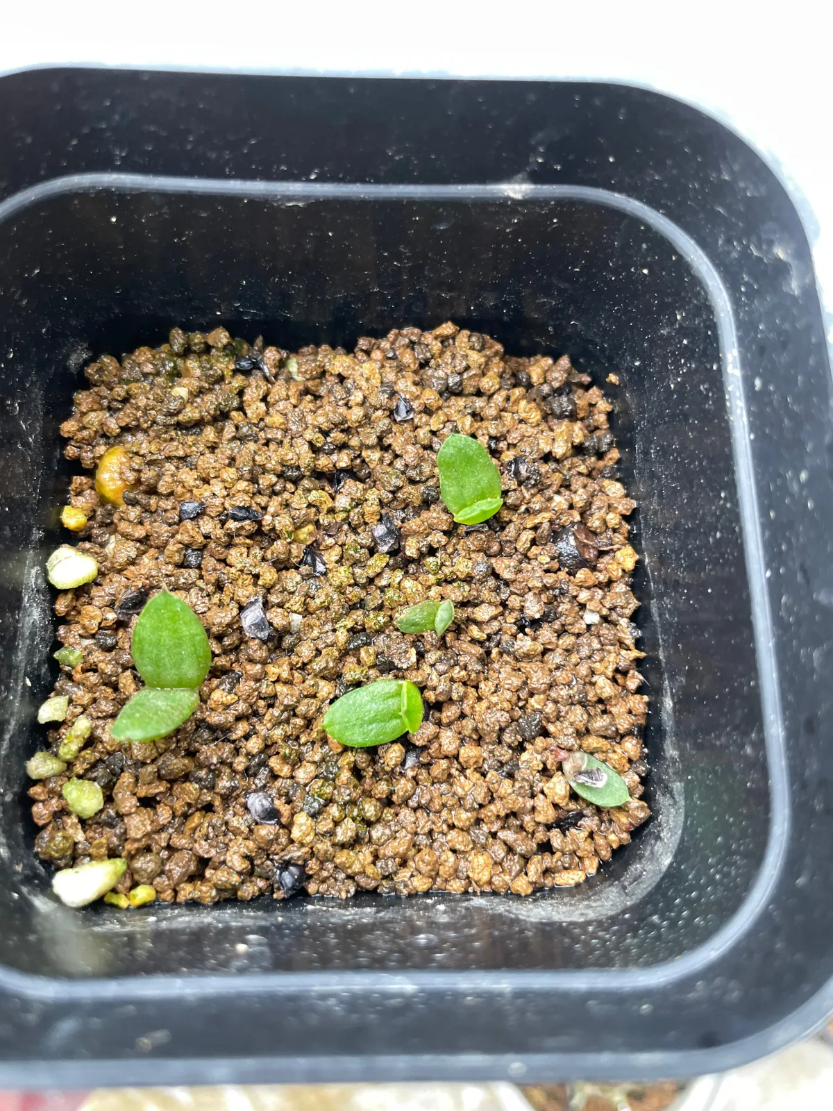 Aloe dichotoma (アロエ ディコトマ)