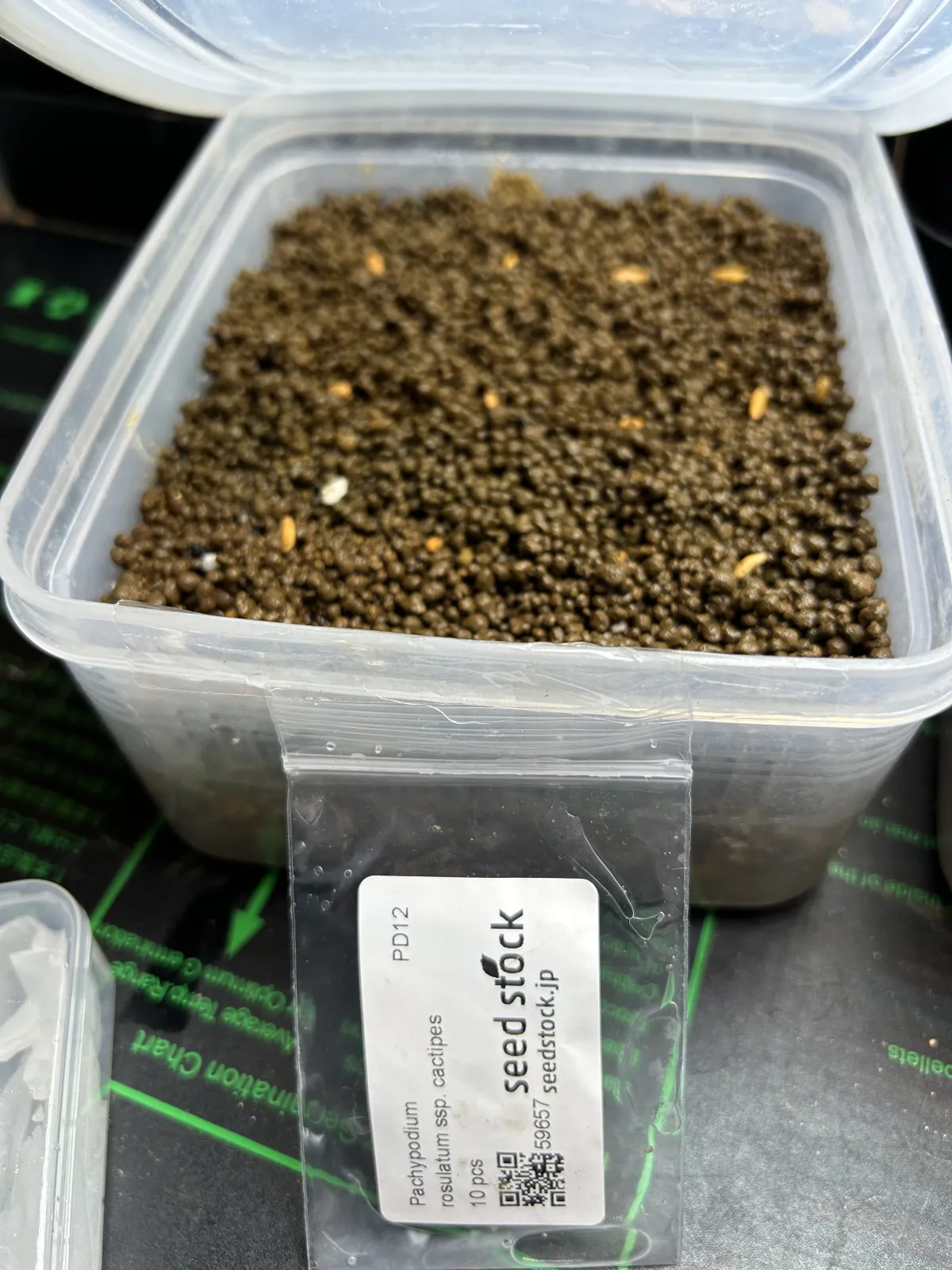 Pachypodium rosulatum ssp. cactipes (パキポディウム カクチペス)