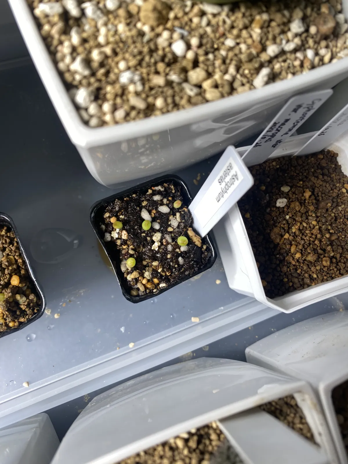 Astrophytum asterias (アストロフィツム アステリアス 兜)