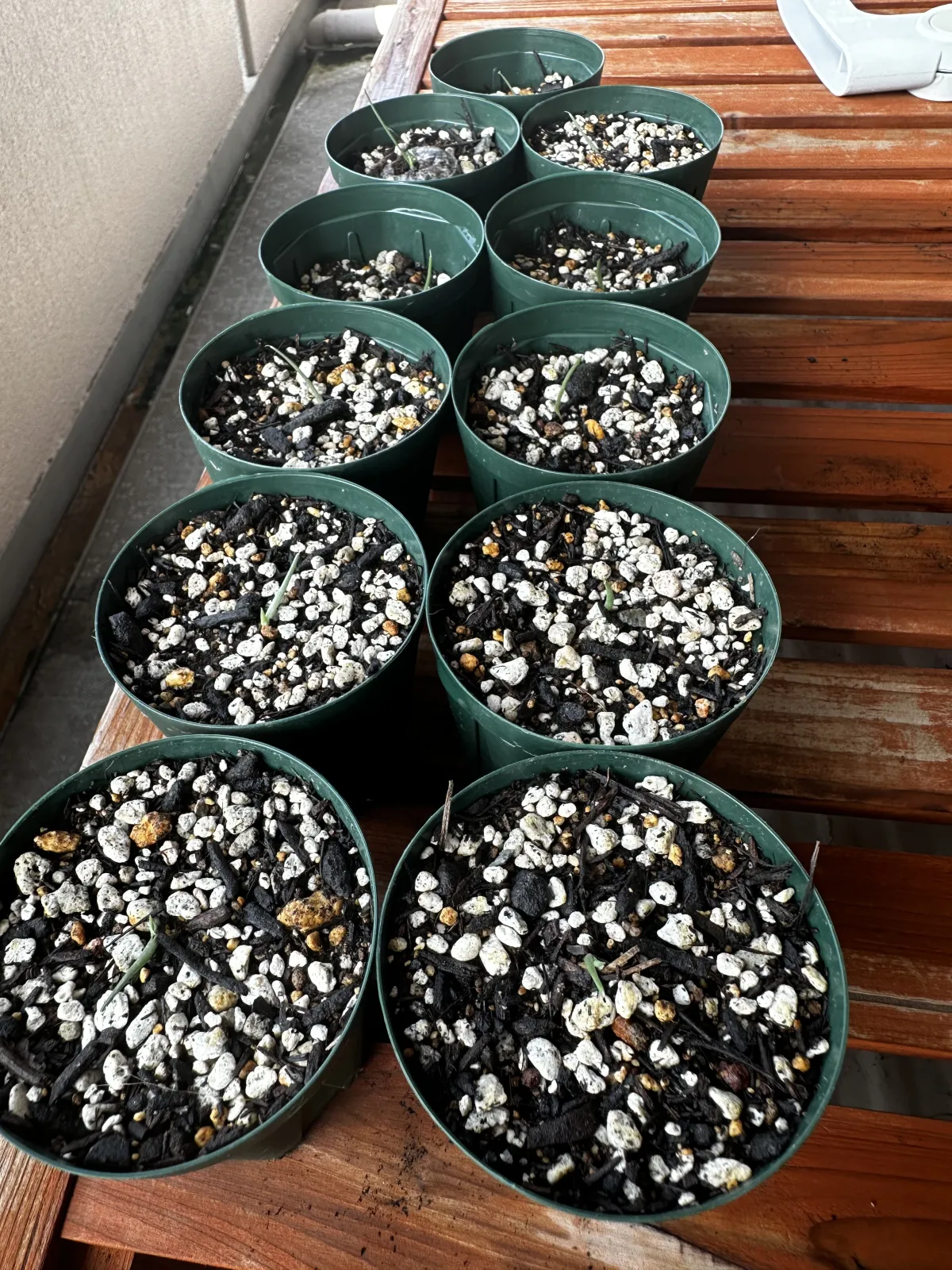 Agave vilmoriniana (アガベ ビルモリニアナ)